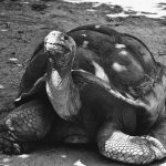 Jonathan the Giant Tortoise