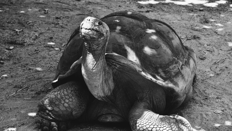 Jonathan the Giant Tortoise: The Real Secret to Aging