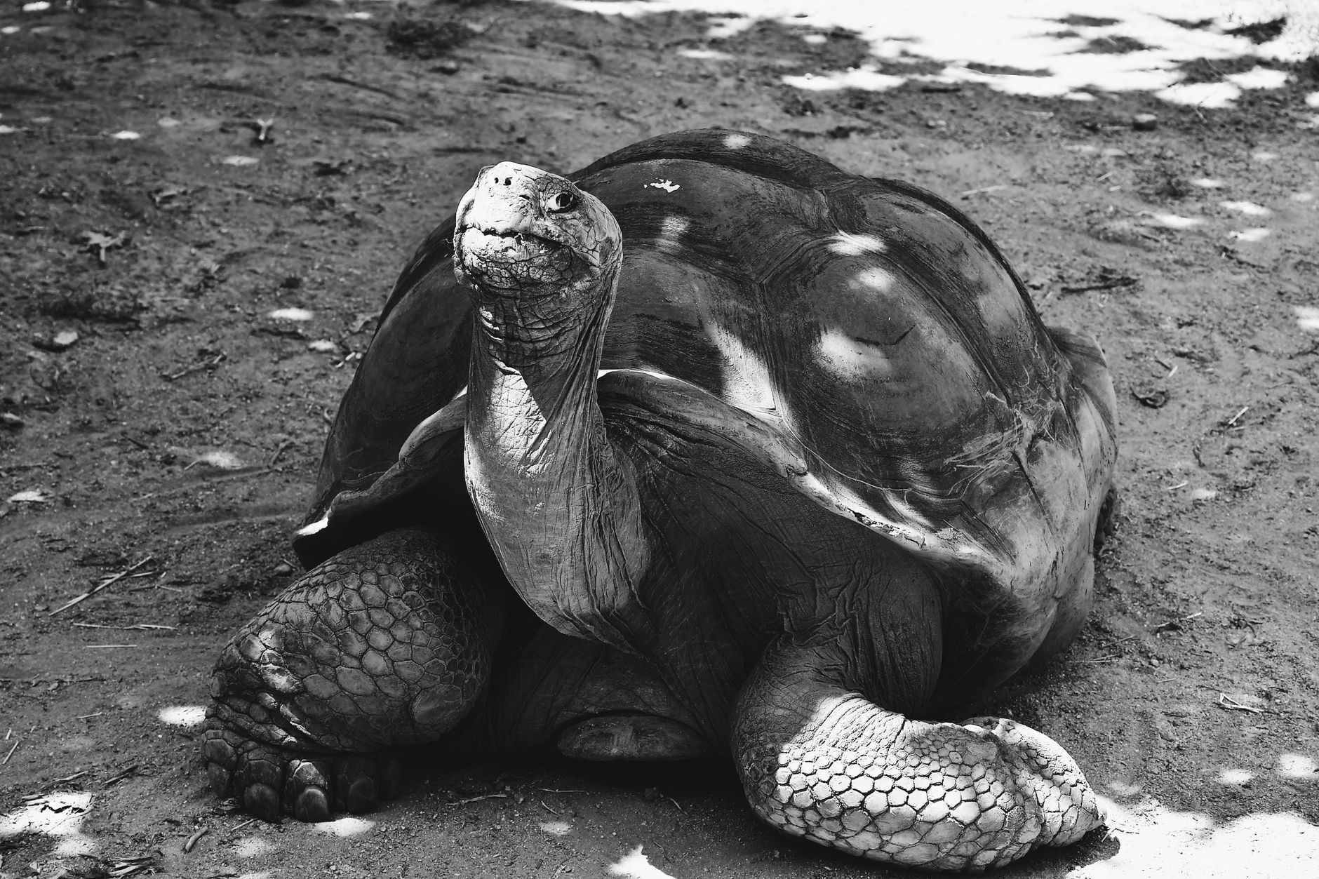 Jonathan the Giant Tortoise